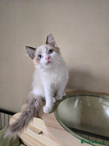 Ragdoll cats - Advert 13