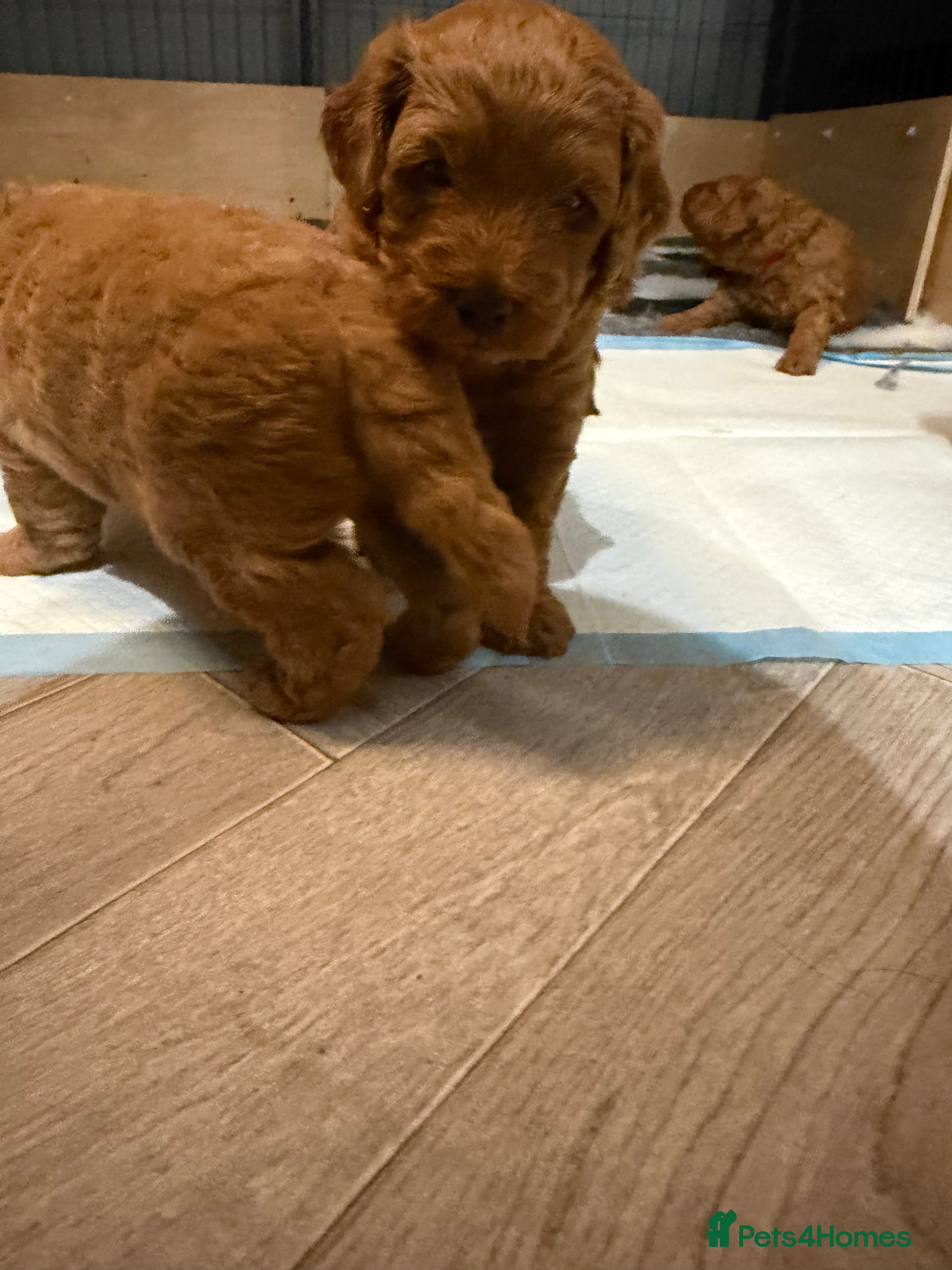 Labradoodle dogs for sale: ** 5 Beautiful Labradoodles Ready 29th November ** - Advert 2