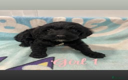 Cockapoo dogs for sale: Beautiful cockapoo pups - Image 1