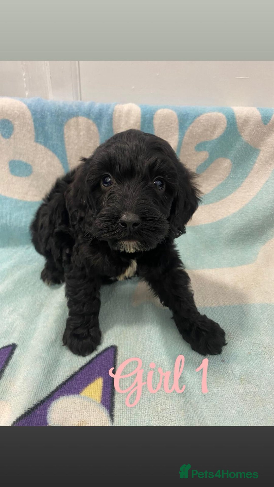 Cockapoo dogs for sale: Beautiful cockapoo pups - Image 1