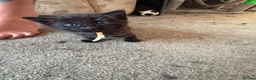 Mixed Breed cats for sale: 3 Kittens | 2 Boys, 1 Girl - Advert 9