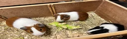 Guinea Pig rodents for sale: Group of bonded Dutch male/boar guinea pigs - Advert 6