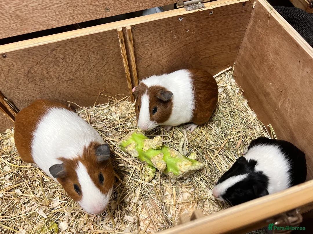 Guinea Pig rodents for sale: Group of bonded Dutch male/boar guinea pigs - Advert 6