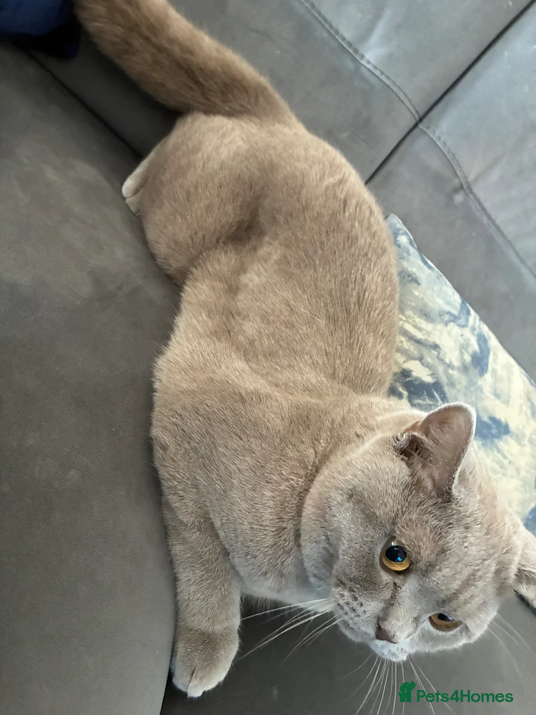 British Shorthair cats for sale: British shorthair in Slough - Advert 2