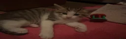 American Bobtail cats for sale: 2 beautiful kittens  - Advert 2