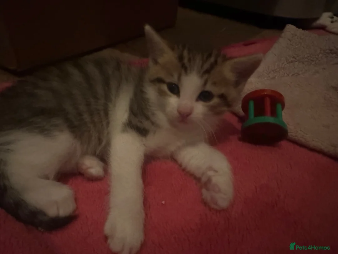 American Bobtail cats for sale: 2 beautiful kittens  - Advert 2