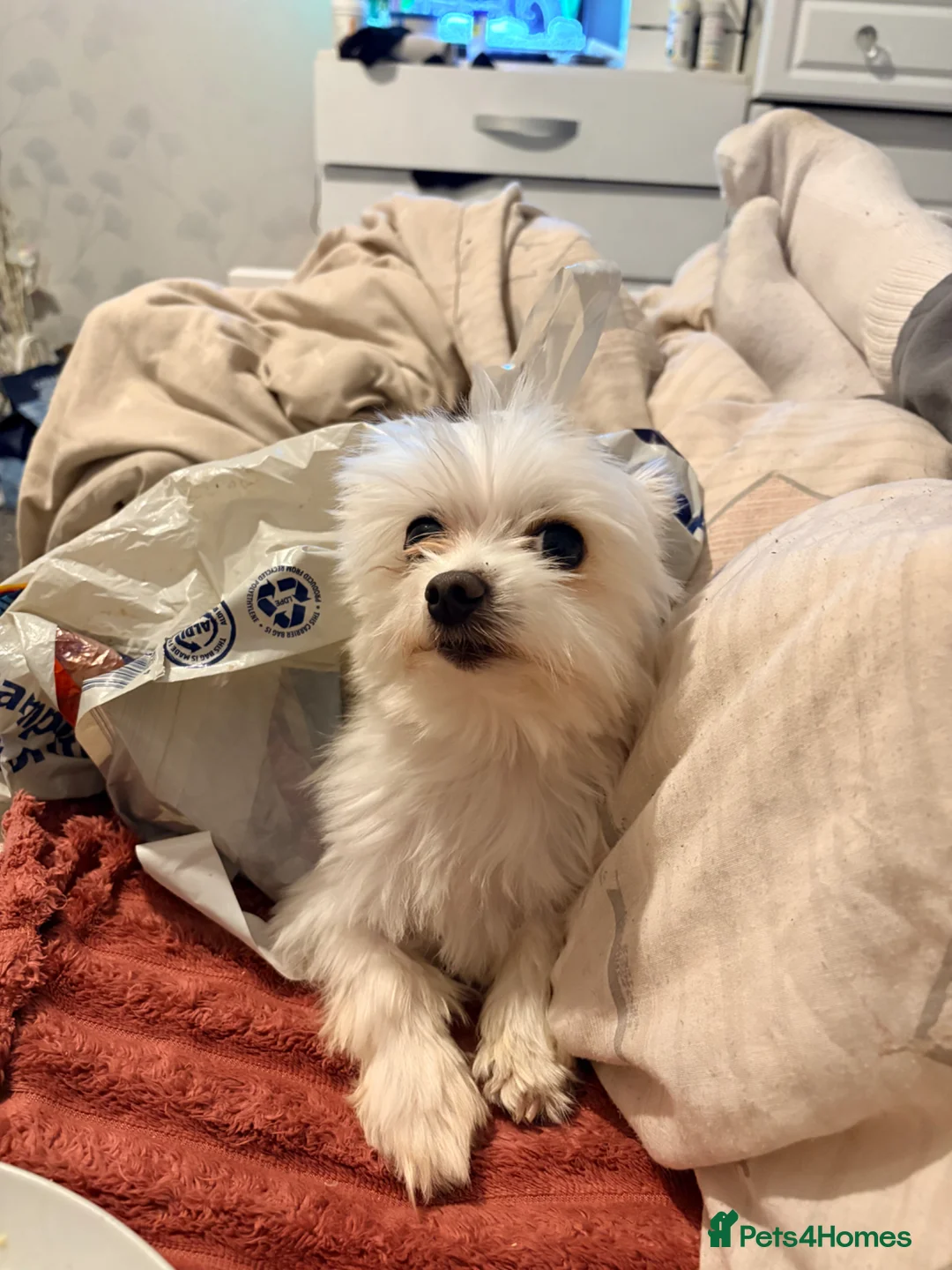 Mixed Breed dogs for stud: Stud malchi  in Peacehaven - Advert 3