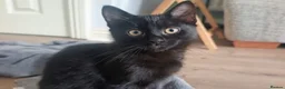 Mixed Breed cats for sale: Ragdoll x Bombay Female Kitten - Advert 1