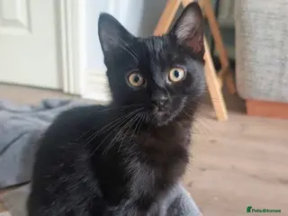 Mixed Breed cats Ragdoll x Bombay Female Kitten - Advert 17