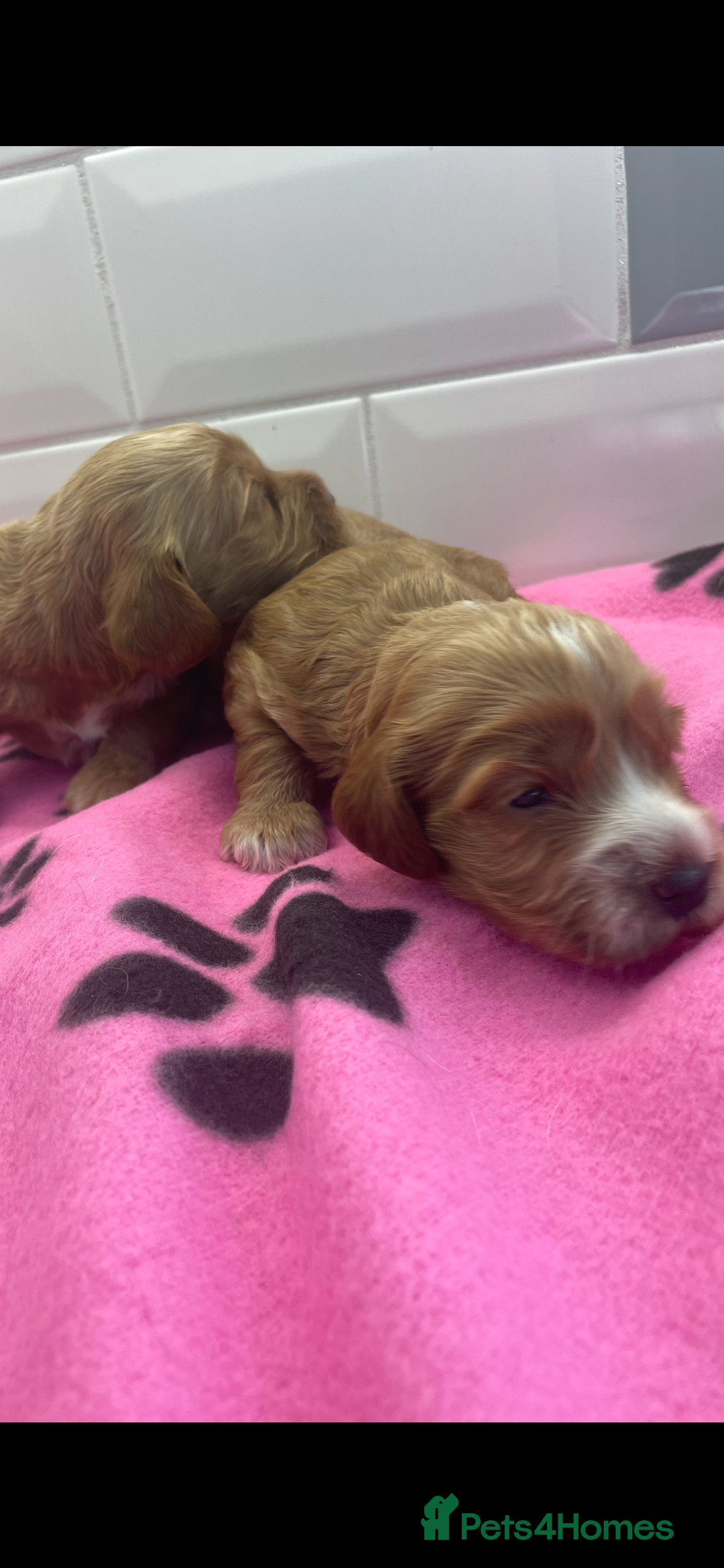Cockapoo dogs for sale: F1 cockapoos parents dna health tested - Image 2