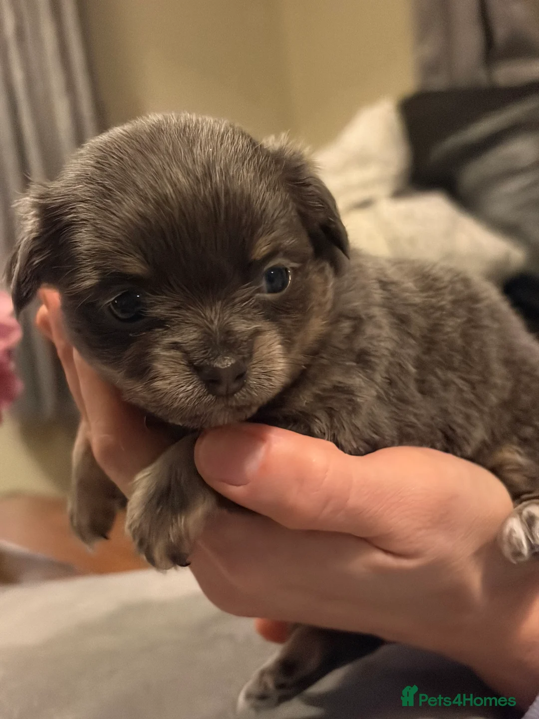 Chihuahua dogs for sale: Beautiful chihuahua puppies in Leatherhead - Advert 17