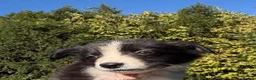 Border Collie dogs for sale: Freyasway Border Collie Puppies - Advert 10