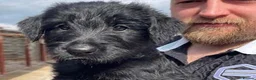 Giant Schnauzer dogs for sale: Ready Soon.Giant Schnauzer Puppies - Advert 6