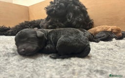 Cockapoo dogs for sale: Stunning f1b cockapoo's for sale  - Image 12