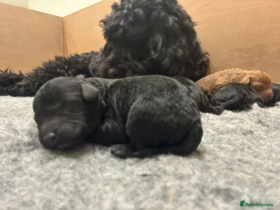 Cockapoo dogs for sale: Stunning f1b cockapoo's for sale  - Image 12