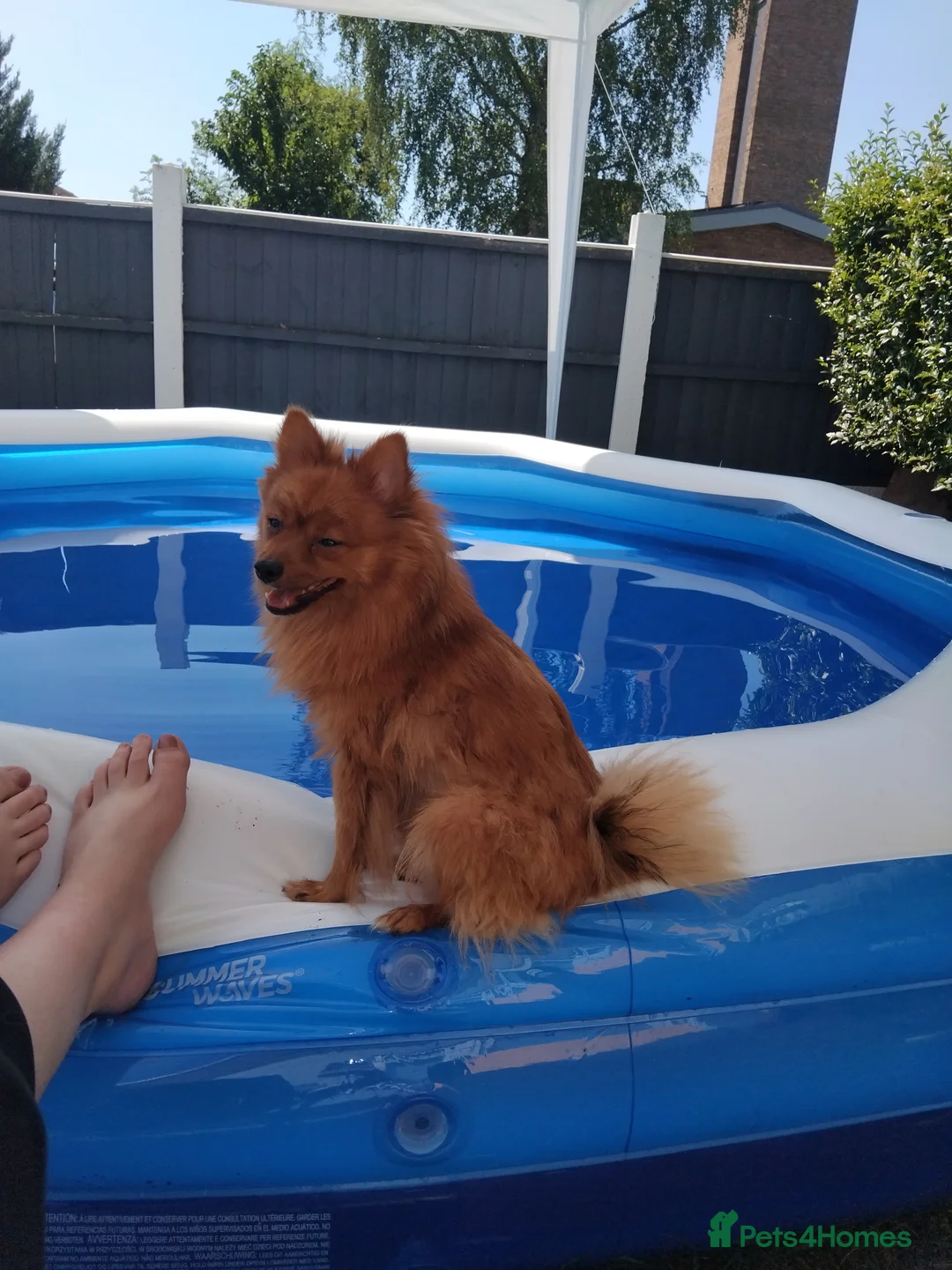 Pomchi dogs for sale: Pomchi puppies - Advert 40