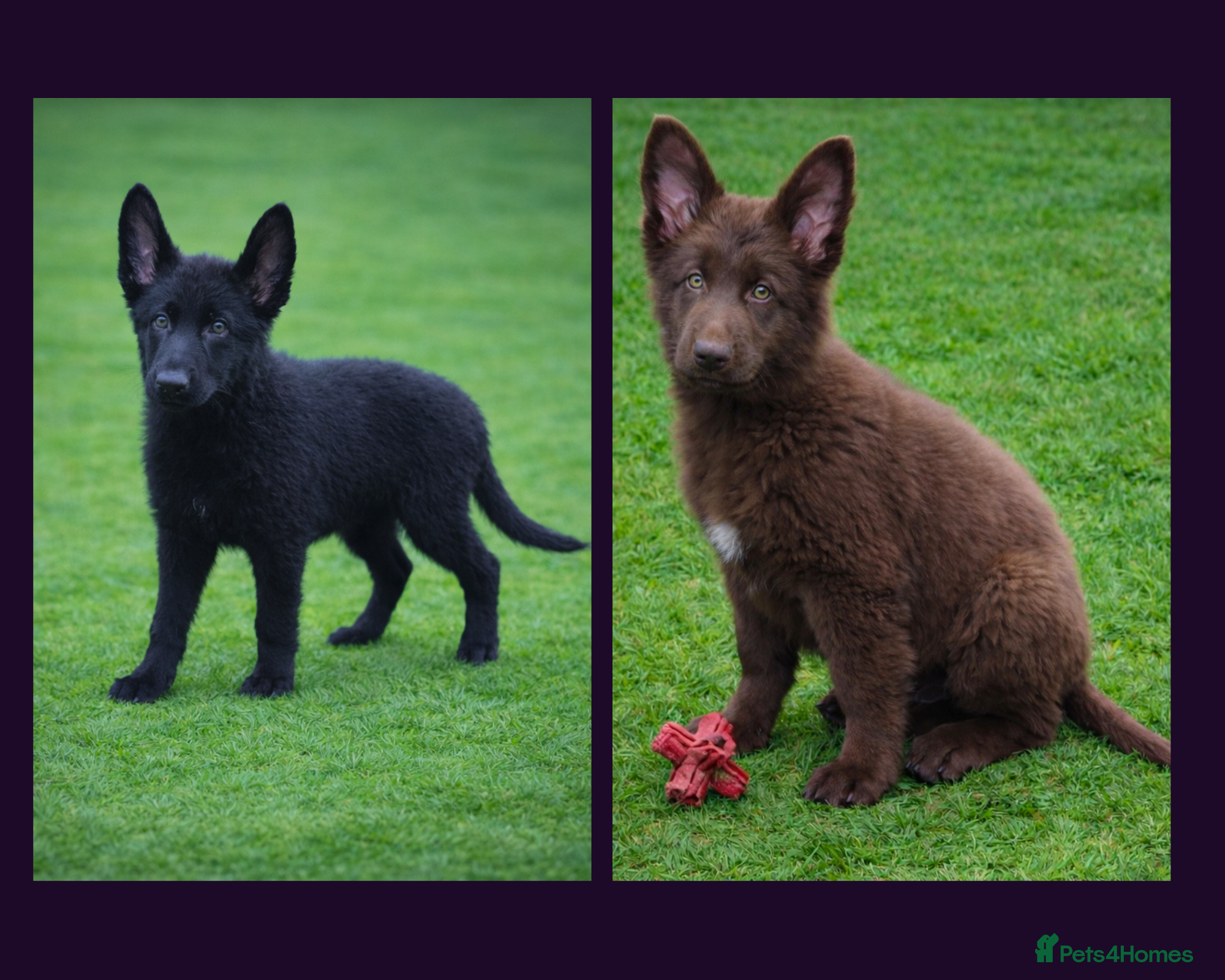 German Shepherd dogs Solid black female short coated KC reg GSP - Advert 3