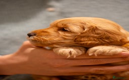 Cockapoo dogs for sale: Stunning F2b Miniature Cockapoos / Health Tested - Image 33