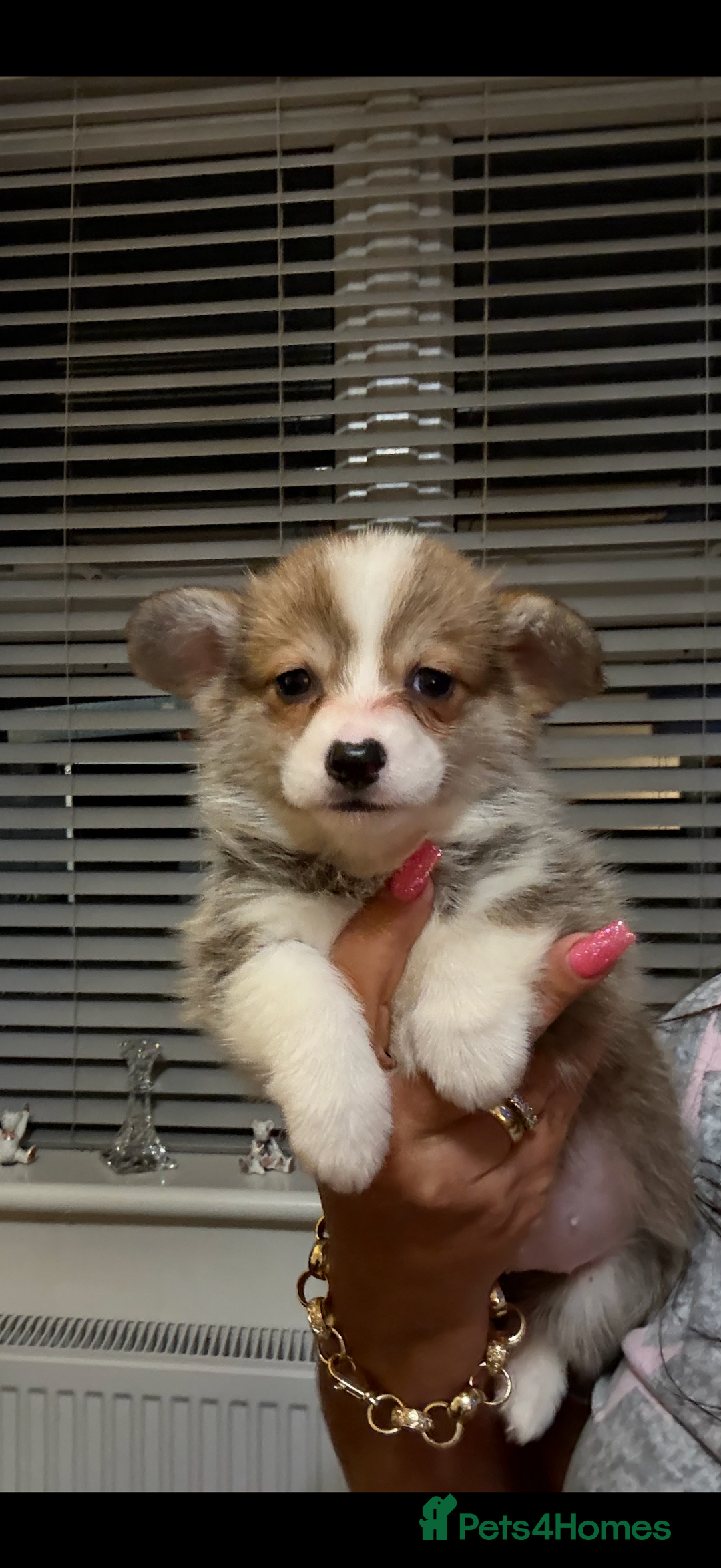 Welsh Corgi Pembroke dogs for sale: Kc reg Pembroke corgi babies available  - Advert 23