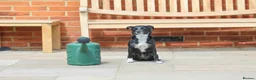 Mixed Breed dogs for adoption: Very friendly Remy - Advert 19