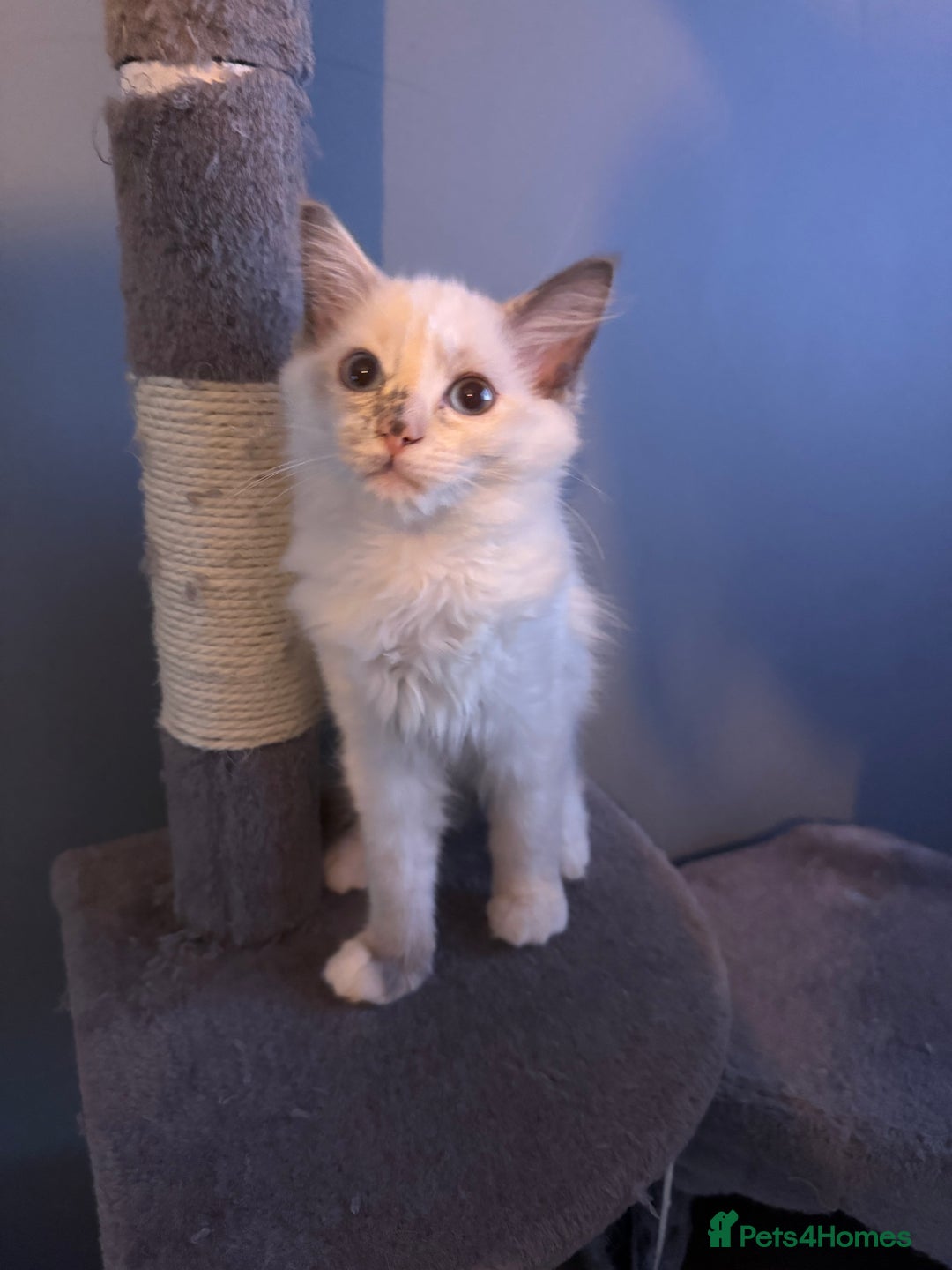 Ragdoll cats for sale: Ragdolls - Image 2