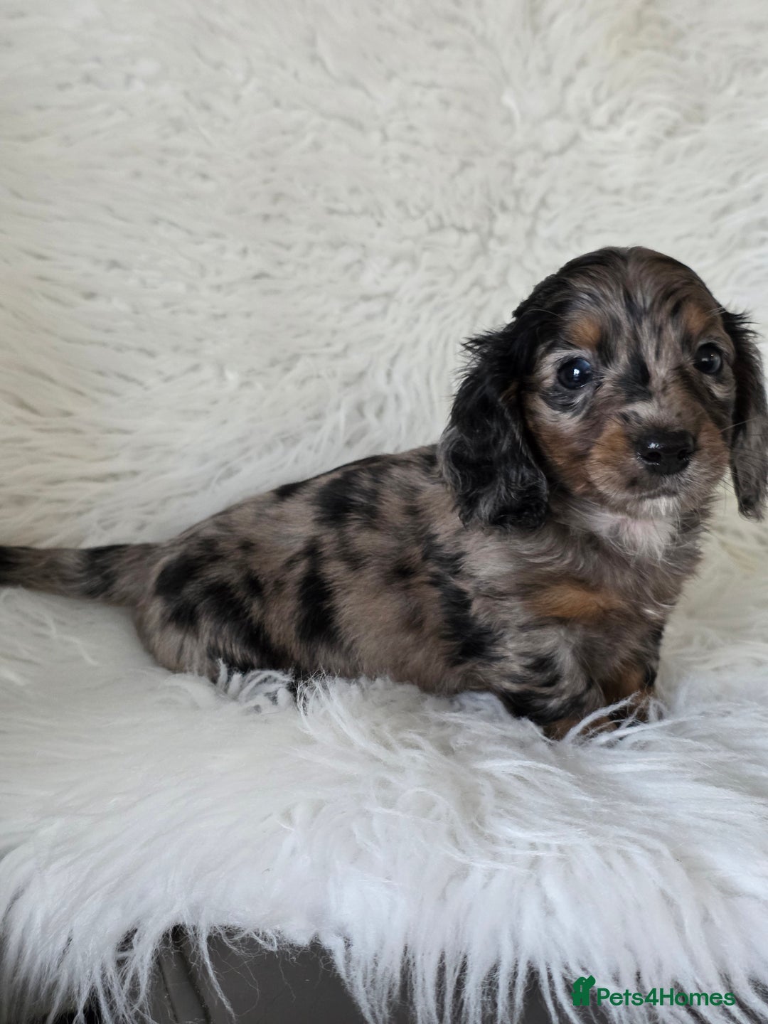 Miniature Dachshund dogs for sale: KC reg, gorgeous litter.5* Licensed. READY NOW  - Advert 2
