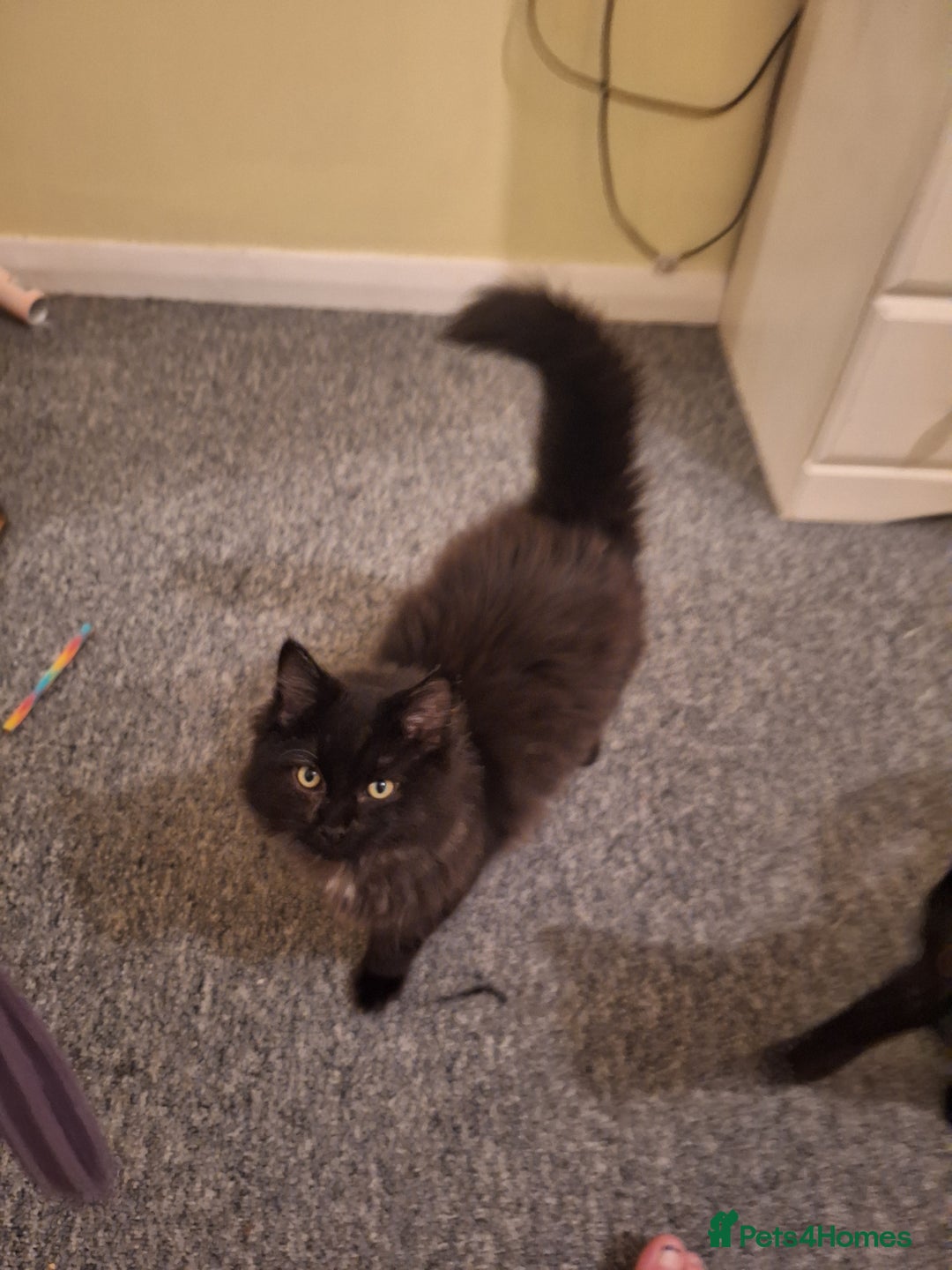 Ragdoll cats for sale: 2 bonded pair of boys  - Advert 2