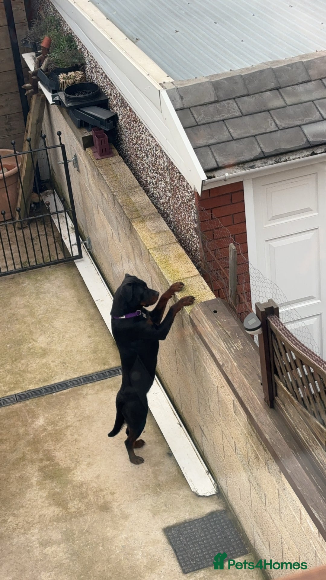 Rottweiler dogs for sale: 3 year old Rottweiler Female - Image 2