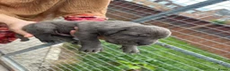 Cane Corso dogs for sale: Cane corso pups  - Advert 5