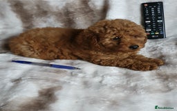 Toy Poodle dogs for sale: KC red Toy Poodle, DNA tested, champion bloodline - Image 18