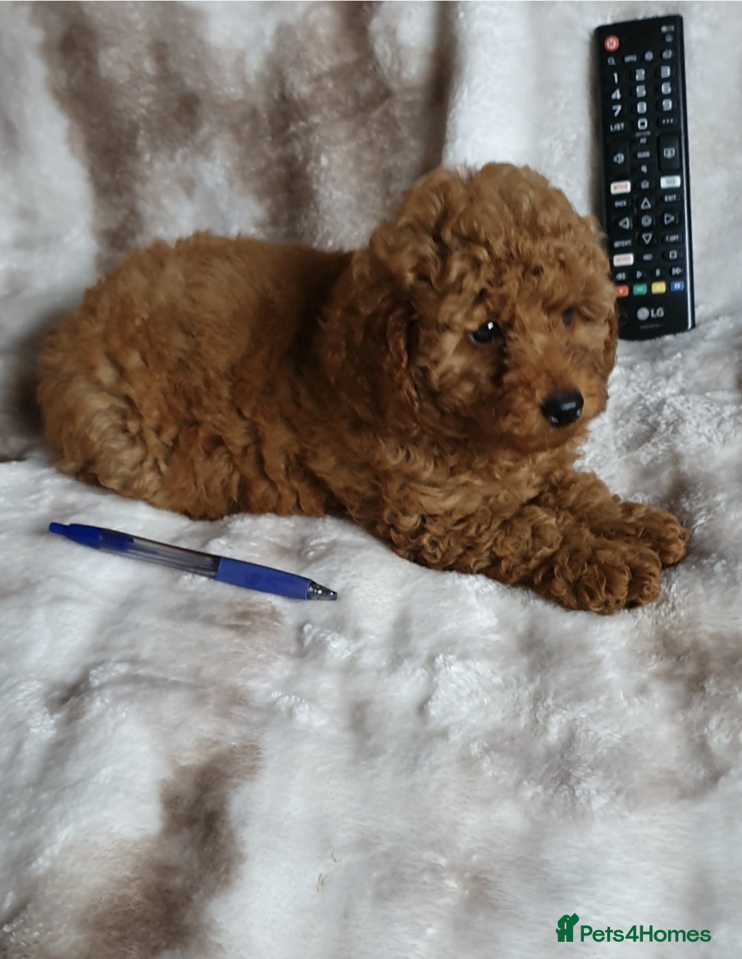 Toy Poodle dogs for sale: KC red Toy Poodle, DNA tested, champion bloodline - Image 18