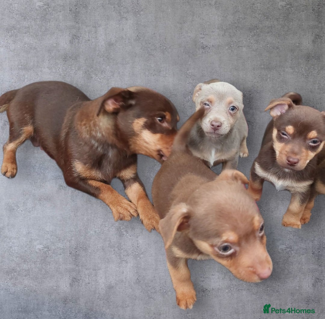 Jack Russell dogs for sale: Miniature jack Russell pups - Image 23