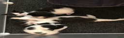 Mixed Breed cats for sale: Kittens for sale  - Advert 16