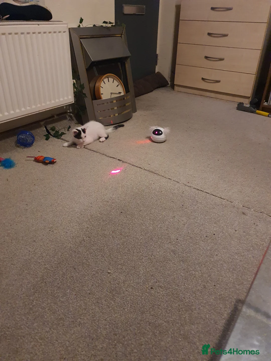 Mixed Breed cats for sale: Kitja - Advert 2