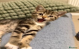 Domestic Shorthair cats for sale: Gorgeous kittens - Image 6