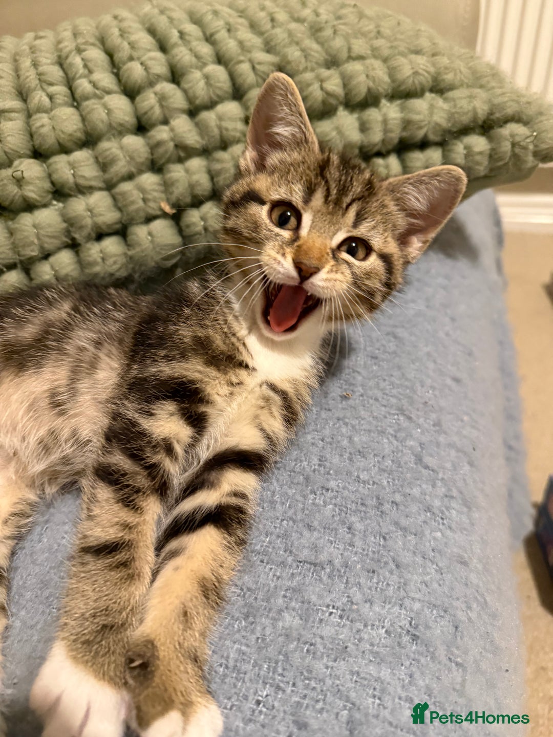 Domestic Shorthair cats for sale: Gorgeous kittens - Image 6
