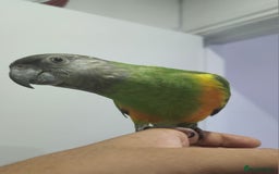 Budgerigars birds for sale: Tame Senegal parrot! With Full Set Up! - Image 1