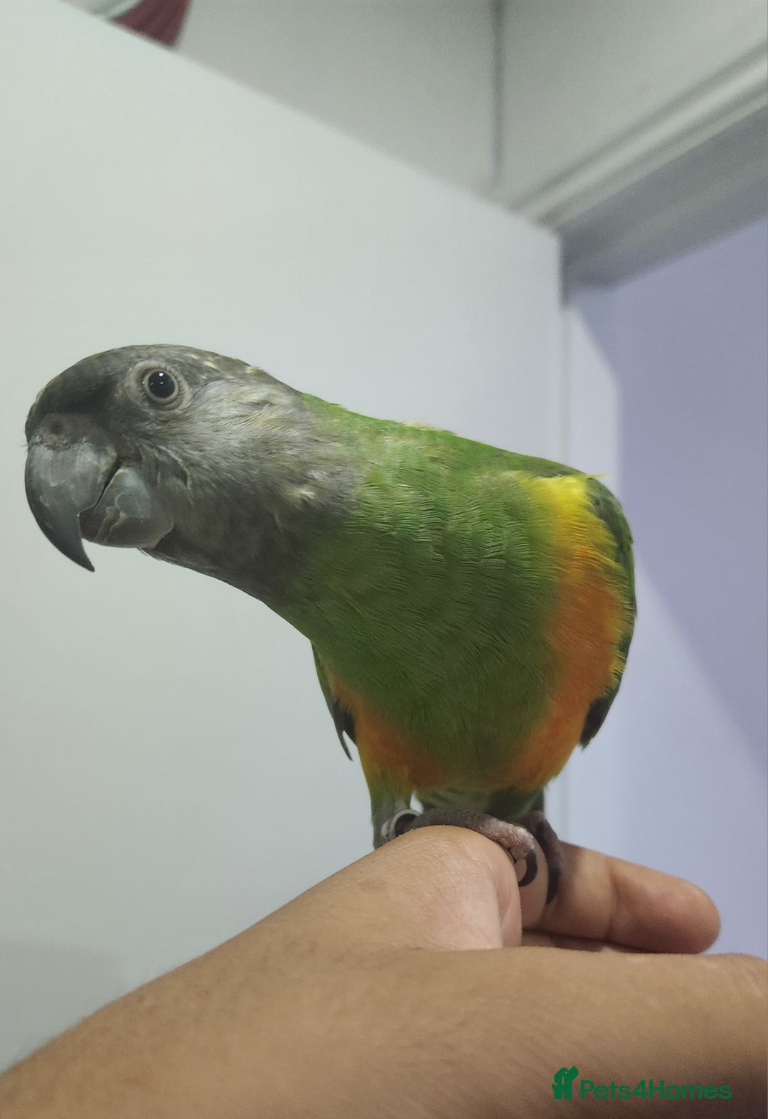 Budgerigars birds for sale: Tame Senegal parrot! With Full Set Up! - Image 1