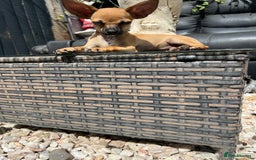 Chihuahua dogs for sale: Short hair white chihuahua & deer head chihuahua  - Image 3