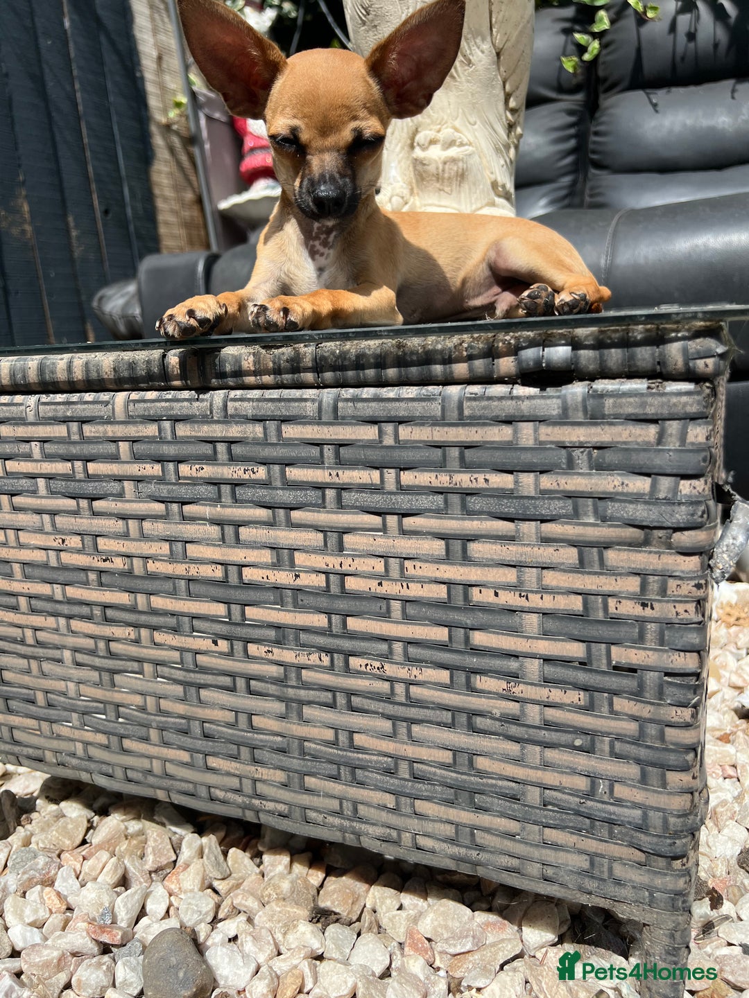 Chihuahua dogs for sale: Short hair white chihuahua & deer head chihuahua  - Image 3
