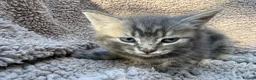Bengal cats for sale: Bengal cross kittens  - Advert 5