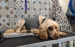Cockapoo dogs for sale: 4yr old cockapoo female - Image 4
