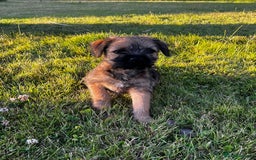 Border Terrier dogs for sale: Pedigree border terrier puppies  - Image 3