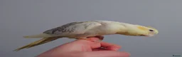 Cockatiels birds for sale: Hand reread silly tame DNA sexed baby cockatiels  - Advert 24