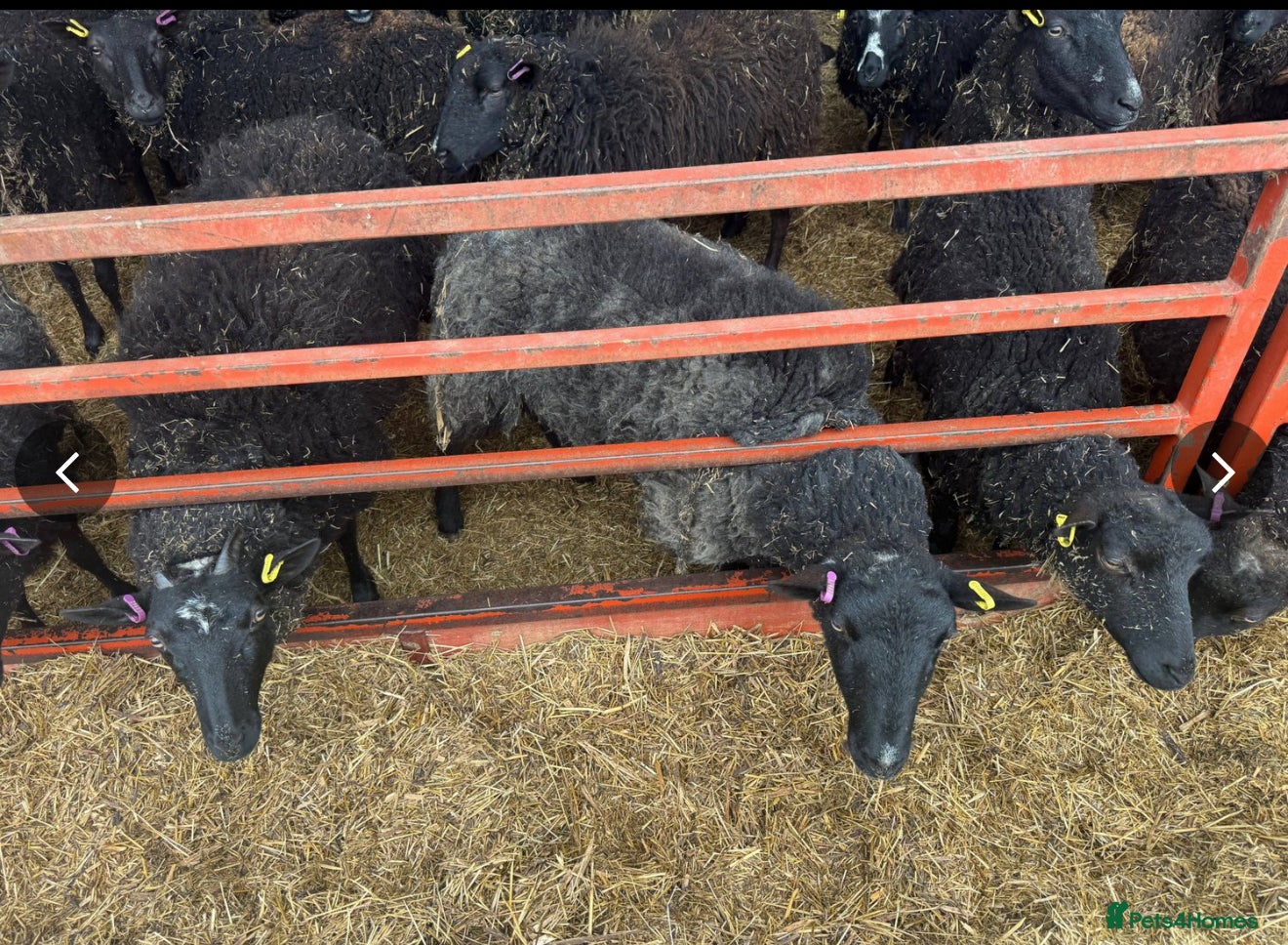 Sheep livestock 40 Dutch Spotted Cross Breeding, Store Ewes, Lambs - Advert 1