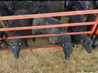 Sheep livestock 40 Dutch Spotted Cross Breeding, Store Ewes, Lambs - Advert 1