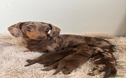 Miniature Dachshund dogs for sale: Miniature dachshund  - Image 2