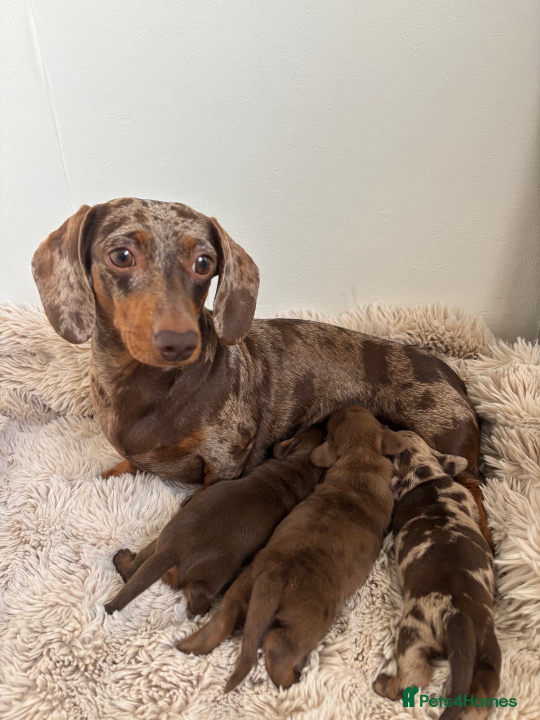 Miniature Dachshund dogs for sale: Miniature dachshund  - Image 2
