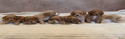 Cavapoo dogs for sale: Beautiful F1b cavapoo puppies health tested - Advert 2