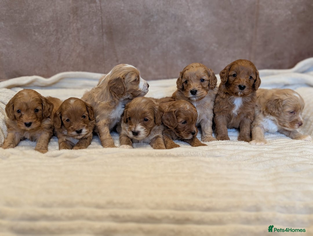 Cavapoo dogs for sale: Beautiful F1b cavapoo puppies health tested - Image 1